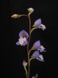 Orchidaceae of Western Cape